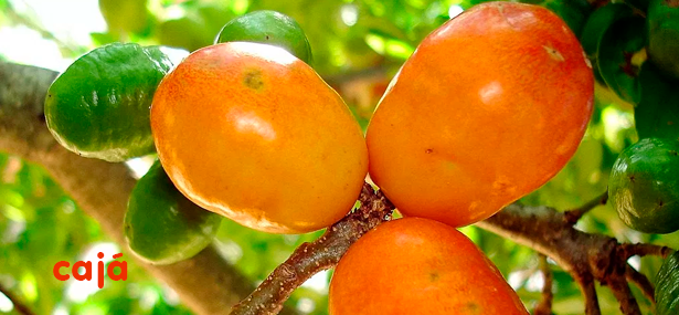 Frutas brasileiras são ricas em antioxidantes e muito mais