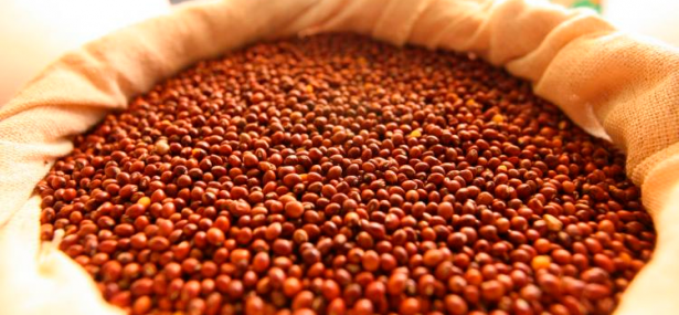 União Europeia libera a venda de sementes crioulas